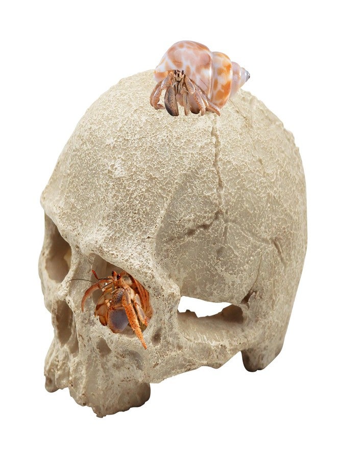 Oooct Snake Hideout, Reptile Aquarium Skull Decor, Resin Skeleton Head Fish Hide, Tank Terrarium Accessories, Reptile Hides and Caves for Fish Bearded Dragon Ball Python Leopard Gecko 4.7 × 3.5 × 3.7 Inch - Image 5